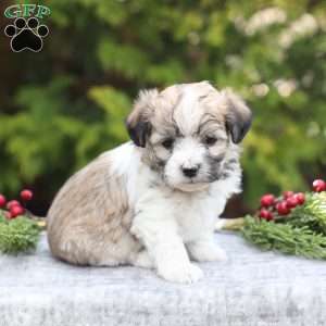 Muffin, Havachon Puppy